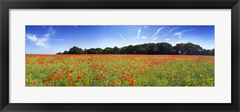 Framed Poppies in a field, Norfolk, England Print