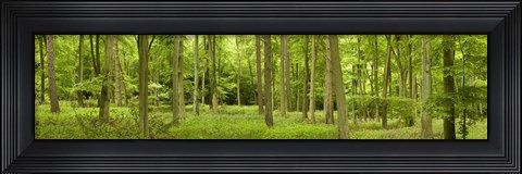 Framed Spring in Thetford Forest, Norfolk, England Print