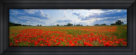 Framed Close Up of Red Poppies in a field, Norfolk, England Print