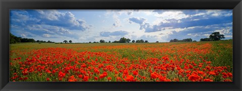 Framed Close Up of Red Poppies in a field, Norfolk, England Print