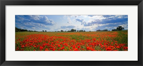 Framed Close Up of Red Poppies in a field, Norfolk, England Print
