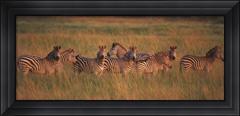 Framed Burchell&#39;s zebras (Equus quagga burchellii) in a forest, Masai Mara National Reserve, Kenya Print
