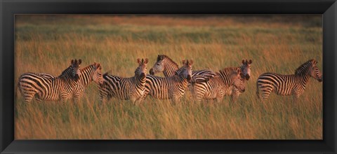 Framed Burchell&#39;s zebras (Equus quagga burchellii) in a forest, Masai Mara National Reserve, Kenya Print