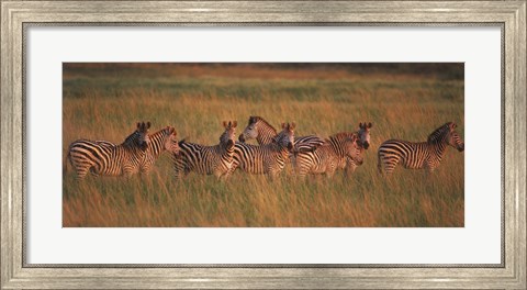 Framed Burchell&#39;s zebras (Equus quagga burchellii) in a forest, Masai Mara National Reserve, Kenya Print