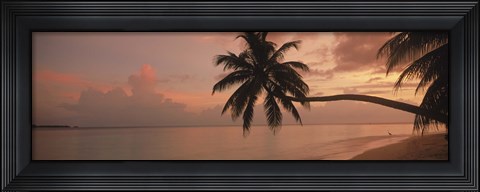 Framed Silhouette of palm trees on the beach at sunrise, Fihalhohi Island, Maldives Print