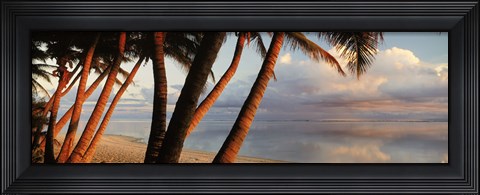 Framed Palm trees on the beach at sunset, Rarotonga, Cook Islands Print