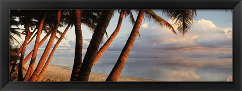 Framed Palm trees on the beach at sunset, Rarotonga, Cook Islands Print