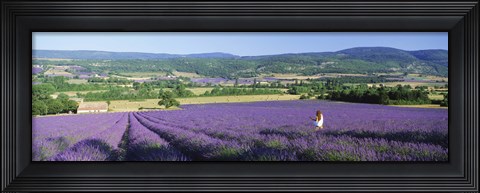 Framed Woman in a field of lavender near Villars in Provence, France Print
