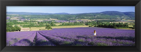 Framed Woman in a field of lavender near Villars in Provence, France Print