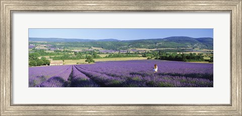 Framed Woman in a field of lavender near Villars in Provence, France Print
