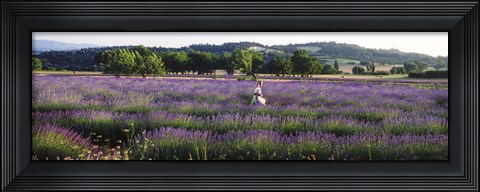 Framed Woman walking with basket through a field of lavender in Provence, France Print