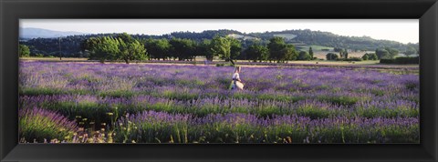 Framed Woman walking with basket through a field of lavender in Provence, France Print