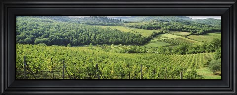 Framed Vineyards in Chianti Region, Tuscany, Italy Print