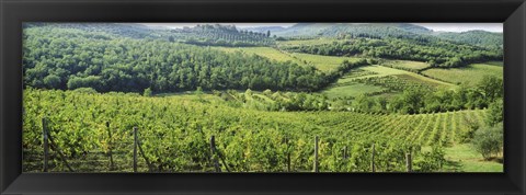 Framed Vineyards in Chianti Region, Tuscany, Italy Print