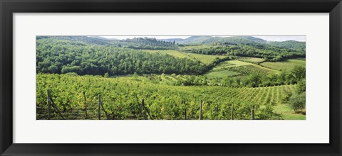 Framed Vineyards in Chianti Region, Tuscany, Italy Print