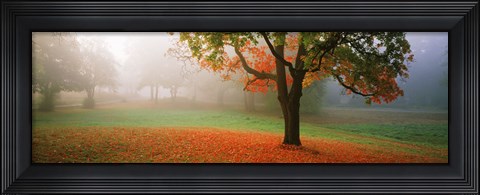 Framed Trees in a park, Djurgarden, Stockholm, Sweden Print