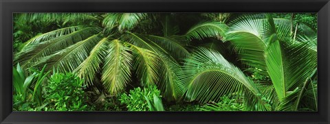 Framed Palm fronds and green vegetation, Seychelles Print