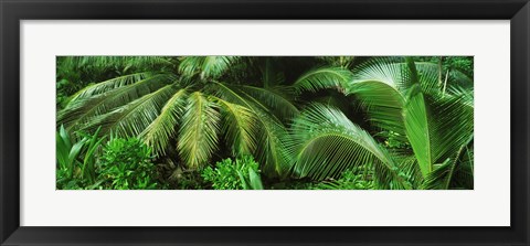 Framed Palm fronds and green vegetation, Seychelles Print