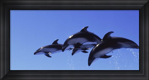 Framed Four Bottle-nosed dolphins (Tursiops truncatus) in flight Print