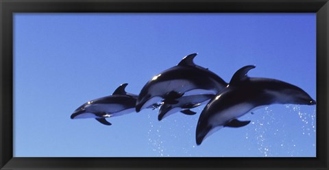 Framed Four Bottle-nosed dolphins (Tursiops truncatus) in flight Print