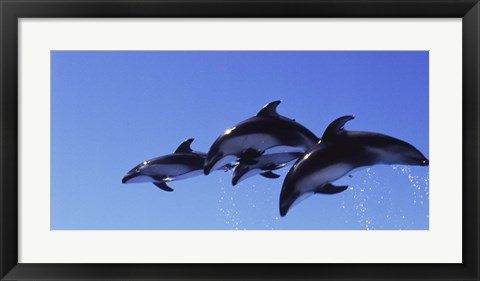 Framed Four Bottle-nosed dolphins (Tursiops truncatus) in flight Print