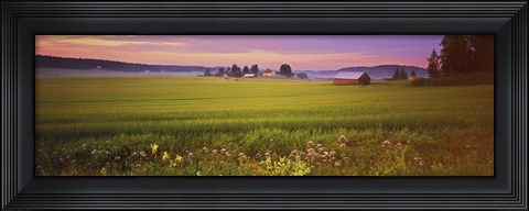 Framed Wildflowers in a field, Finland Print