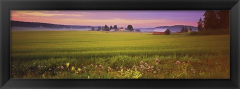 Framed Wildflowers in a field, Finland Print