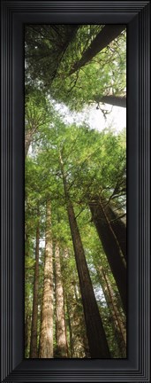 Framed Coast Redwood (Sequoia sempivirens) trees in a forest, California, USA Print