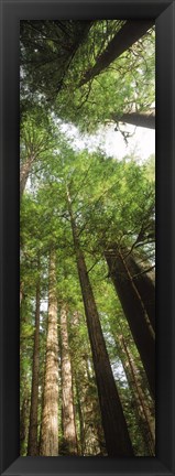 Framed Coast Redwood (Sequoia sempivirens) trees in a forest, California, USA Print