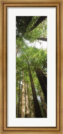 Framed Coast Redwood (Sequoia sempivirens) trees in a forest, California, USA Print