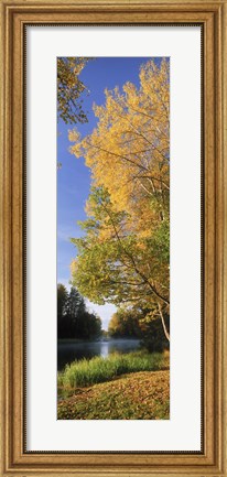 Framed River flowing through a forest, Dal River, Sweden Print