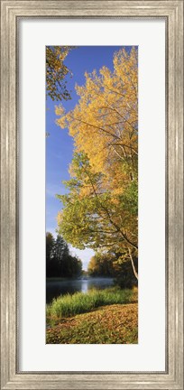 Framed River flowing through a forest, Dal River, Sweden Print