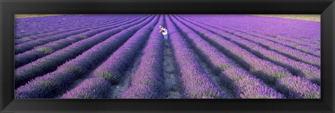 Framed Fields of lavender, Provence-Alpes-Cote d&#39;Azur, France Print