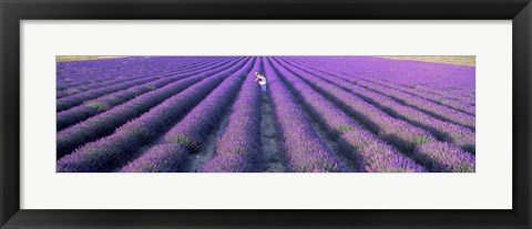 Framed Fields of lavender, Provence-Alpes-Cote d&#39;Azur, France Print