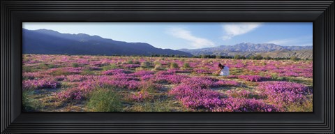 Framed Woman in a Desert Sand Verbena field, Anza Borrego Desert State Park, California, USA Print