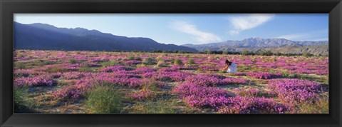 Framed Woman in a Desert Sand Verbena field, Anza Borrego Desert State Park, California, USA Print