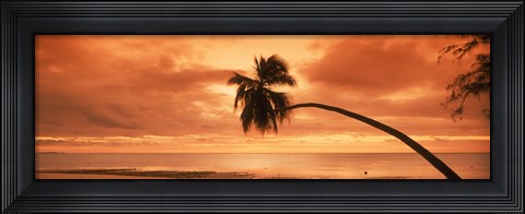 Framed Silhouette of an old palm tree on the beach at sunset, Aitutaki, Cook Islands Print