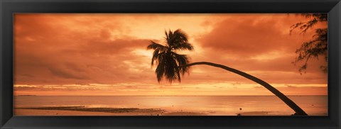 Framed Silhouette of an old palm tree on the beach at sunset, Aitutaki, Cook Islands Print