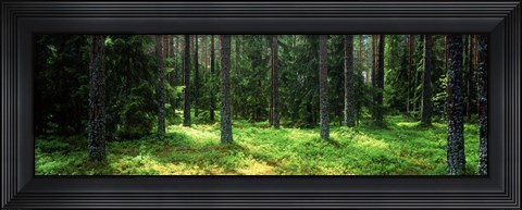 Framed Pine forest, Uppland, Sweden Print