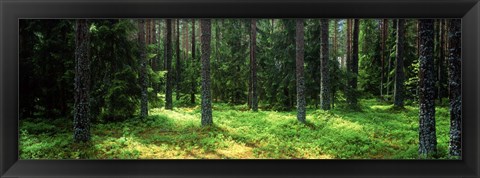 Framed Pine forest, Uppland, Sweden Print