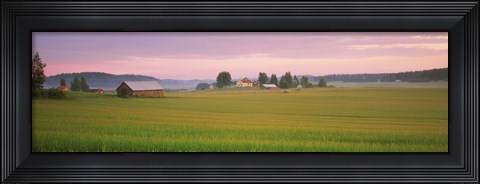 Framed Barn and wheat field across farmlands at dawn, Finland Print