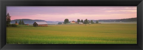 Framed Barn and wheat field across farmlands at dawn, Finland Print