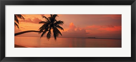 Framed Silhouette of palm tree on the beach at sunrise, Fihalhohi Island, Maldives Print