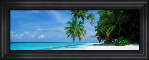 Framed Palm trees on the beach, Fihalhohi Island, Maldives Print