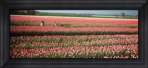Framed Mother and daughters in field of red tulips, Alkmaar, Netherlands Print