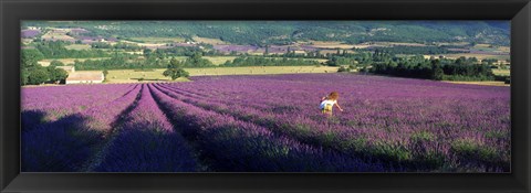 Framed Woman walking through fields of lavender, Provence-Alpes-Cote d&#39;Azur, France Print