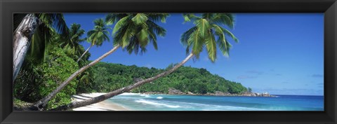 Framed Palm trees on the beach, Anse Severe, La Digue Island, Seychelles Print