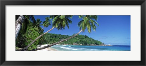 Framed Palm trees on the beach, Anse Severe, La Digue Island, Seychelles Print