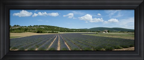 Framed Lavender fields near D701, Simiane-La-Rotonde, Alpes-de-Haute-Provence, Provence-Alpes-Cote d&#39;Azur, France Print
