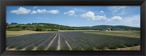 Framed Lavender fields near D701, Simiane-La-Rotonde, Alpes-de-Haute-Provence, Provence-Alpes-Cote d&#39;Azur, France Print